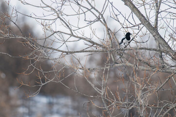 Common magpie (Pica pica) in winter, Italian alps.