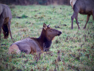 2020-11-28 A FEMALE ROOSEVELT ELK BEDDING DOWN IN A OPEN FIELD AS DUSK