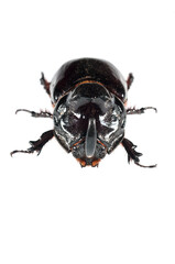European rhinoceros beetle (Oryctes nasicornis) on white background, Italy.
