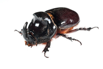 European rhinoceros beetle (Oryctes nasicornis) on white background, Italy.