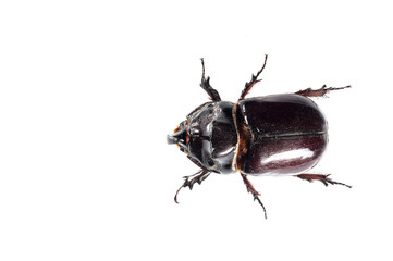 European rhinoceros beetle (Oryctes nasicornis) on white background, Italy.