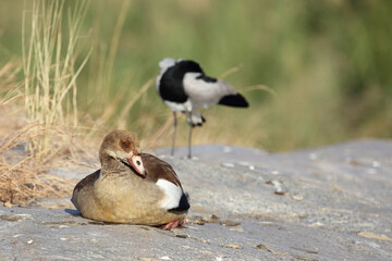 Nilgans / Egyptian Goose / Alopochen aegyptiacus..