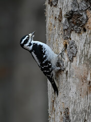 Female Hairy Woodpecker on Tree Trunk on Dark Gray Background in Fall