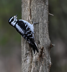Female Hairy Woodpecker on Tree Trunk on Dark Gray Background in Fall