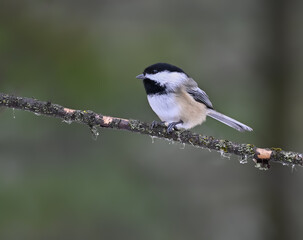 Obraz premium Black-capped chickadee on Green Background in Fall