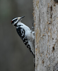 Male Hairy Woodpecker on Tree Trunk on Dark Gray Background in Fall