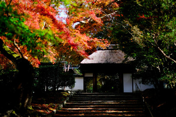 【京都】安楽寺の紅葉