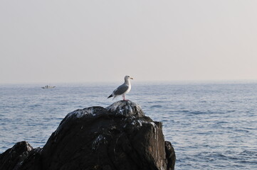 Landscape of a fishing village in Donghae, Korea
