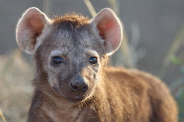 Tüpfelhyäne / Spotted Hyaena / Crocuta crocuta.