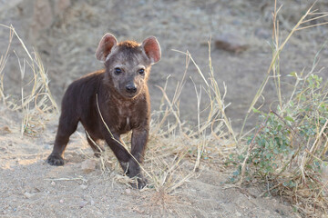 Tüpfelhyäne / Spotted Hyaena / Crocuta crocuta.