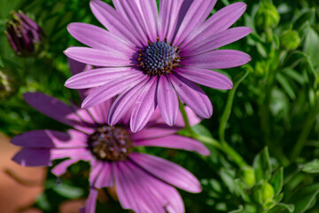 Shot of a purple daisy blooming in the garden.