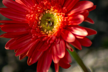 Obraz premium red gerbera flower