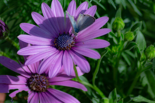 Shot of a purple daisy blooming in the garden.