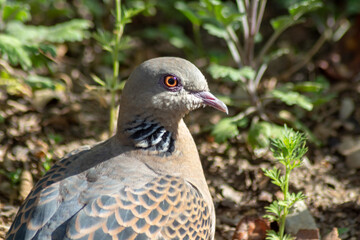 close up of a dove