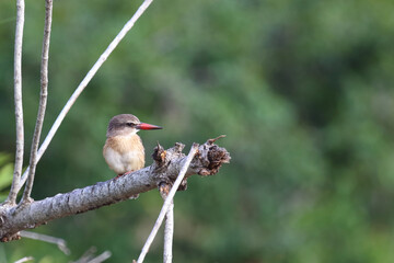 Braunkopfliest / Brown-hooded kingfisher / Halcyon albiventris