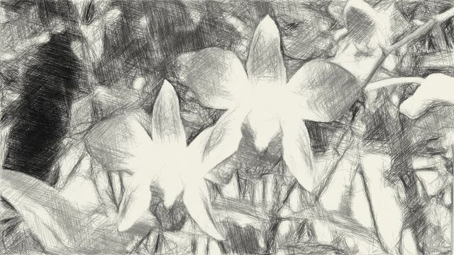 art drawing black and white of orchid flower