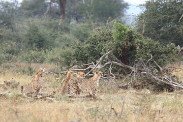 Gepard / Cheetah / Acinonyx jubatus © Ludwig