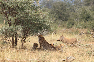 Gepard / Cheetah / Acinonyx jubatus © Ludwig