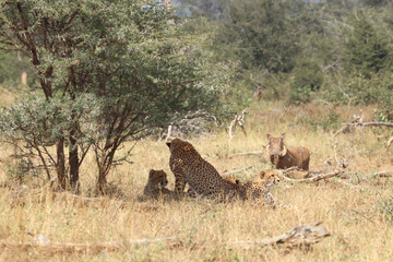 Gepard / Cheetah / Acinonyx jubatus © Ludwig