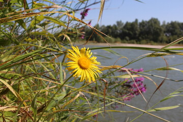 bright yellow flower in the grass on the river Bank in summer