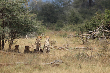 Gepard / Cheetah / Acinonyx jubatus © Ludwig