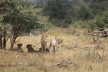 Gepard / Cheetah / Acinonyx jubatus © Ludwig