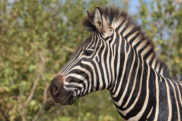 Obraz na płótnie Canvas Steppenzebra / Burchell's zebra / Equus burchellii