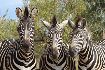 Fototapeta premium Steppenzebra / Burchell's zebra / Equus burchellii