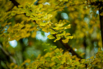Ginkgo tree in the fall of yellow fallen leaves at  Wulingyuan, China