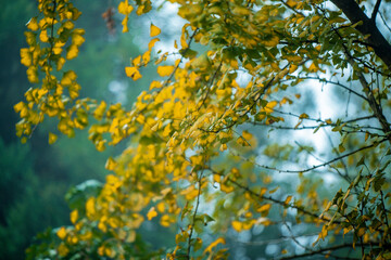 Ginkgo tree in the fall of yellow fallen leaves at  Wulingyuan, China