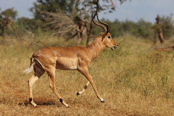 Schwarzfersenantilope / Impala / Aepyceros melampus.