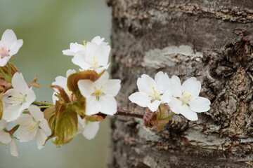 山桜