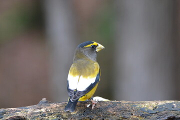 Male Evening Grosbeak bird