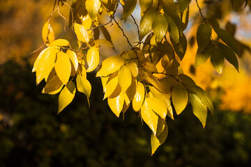 Obraz premium Fall Color in California in Late November