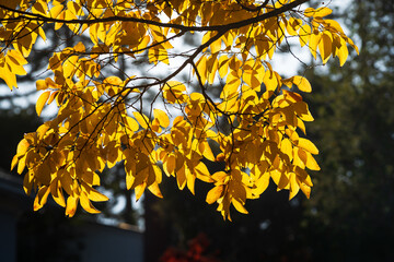 Fall Color in California in Late November