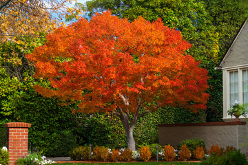 Obraz premium Fall Color in California in Late November