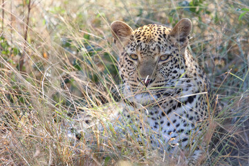 Leopard / Leopard / Panthera pardus.