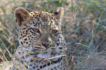 Leopard / Leopard / Panthera pardus.