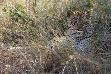 Leopard / Leopard / Panthera pardus.