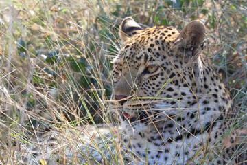 Leopard / Leopard / Panthera pardus.