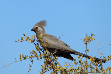 Graulärmvogel / Grey lourie - Grey go-away-bird / Corythaixoides concolor