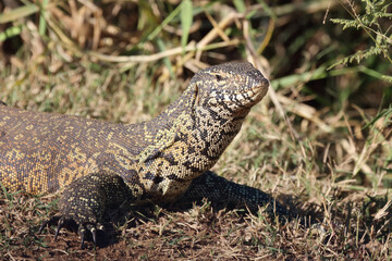 Nilwaran / Nile monitor / Varanus niloticus