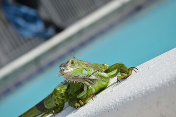 Green Iguana at Swimming Pool
