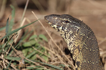 Nilwaran / Nile monitor / Varanus niloticus