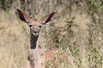 Großer Kudu / Greater Kudu / Tragelaphus strepsiceros..