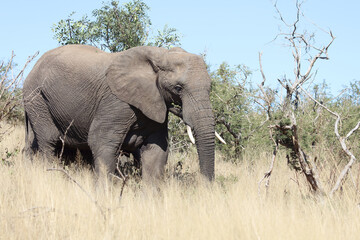 Obraz premium Afrikanischer Elefant / African elephant / Loxodonta africana