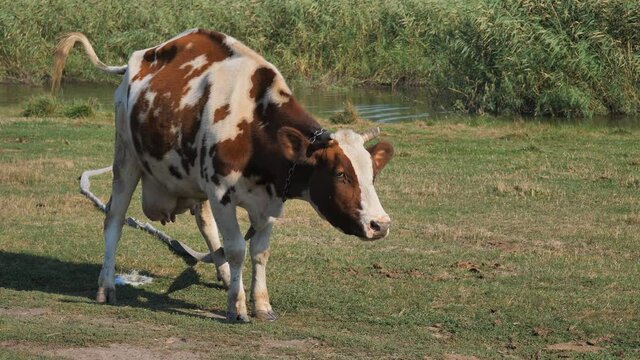 milk white and red cow defecating standing in a meadow