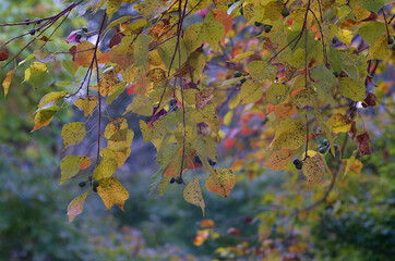 autumn leaves in the forest