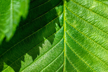 a close-up texture tree leaf with a shadow from another leaf.