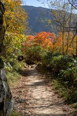 秋、紅葉の美しい北アルプスの登山道。